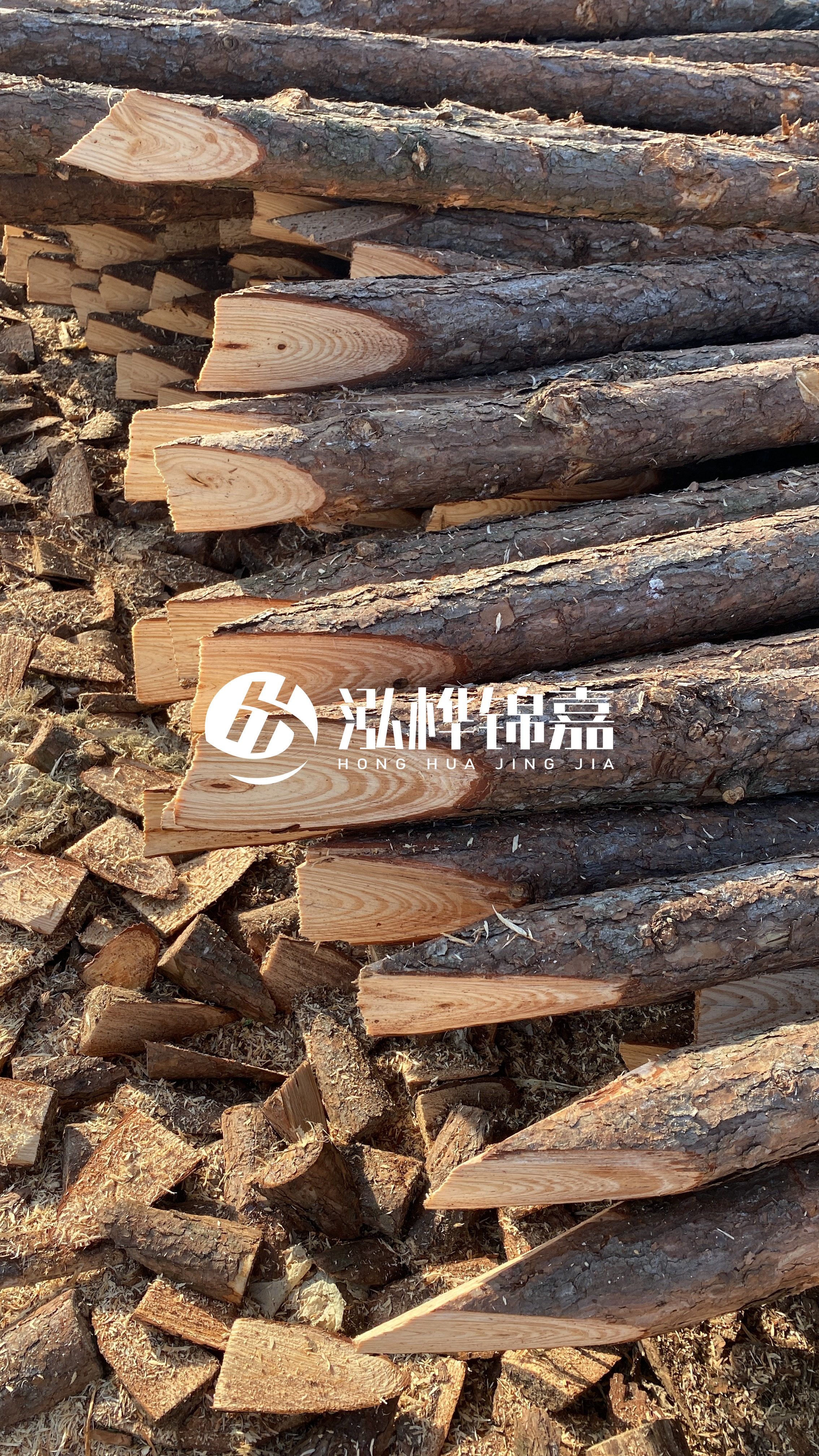 松木樁怎么分辨好壞？學(xué)會(huì)這幾招，輕松分辨松木樁好壞不踩雷！